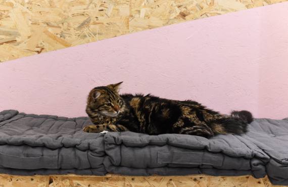Meow cats café bar à chats à Aix en Provence chat à adopter