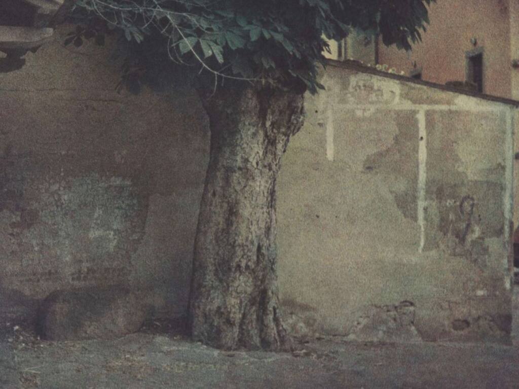 Italia Discreta : exposition de photographie de Bernard Plossu au Musée Granet d'Aix-en-Provence (Arbre)
