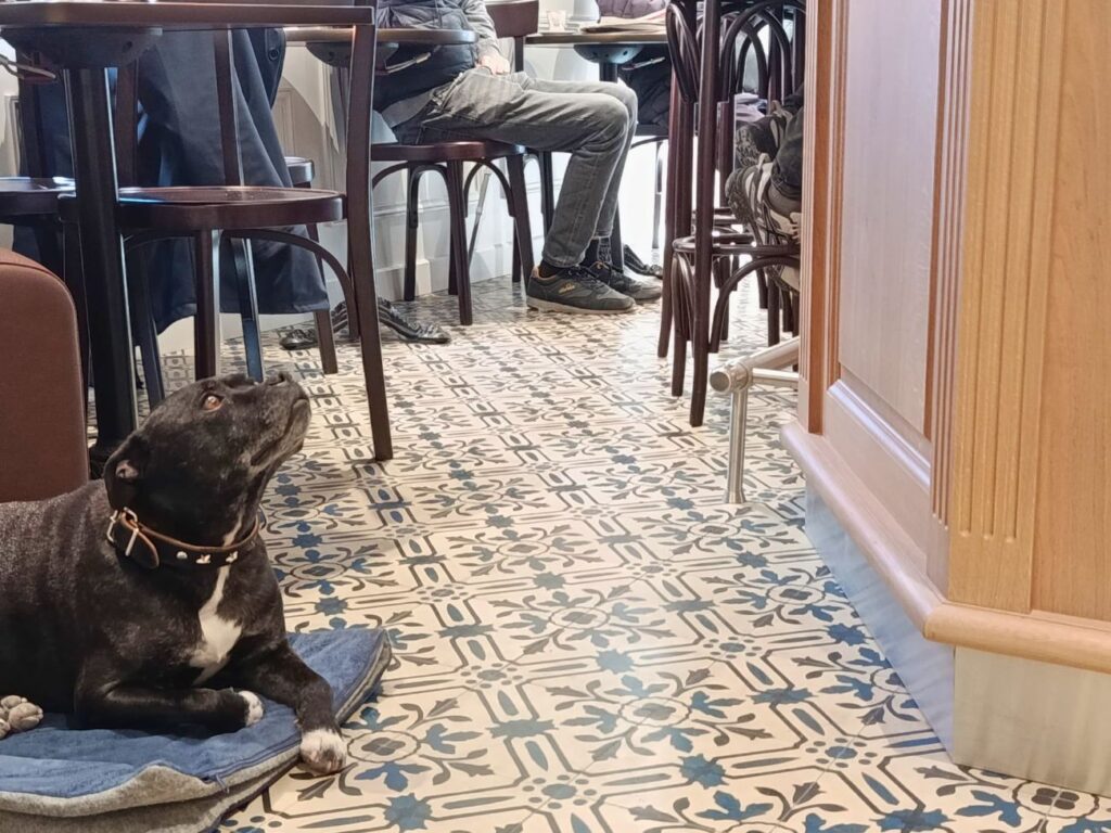 À Aix, La brasserie de quartier Le Gaulois a fait peau neuve : véritable institution, elle offre une terrasse ensoleillée, une déco aux lignes épurées et une cuisine du sud généreuse à souhait (chien)