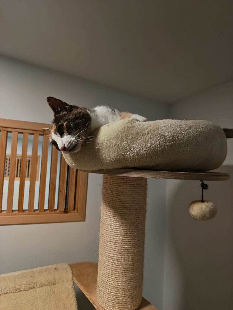 À Meyreuil, La Récré du Chat accueille les félins dans une pension pensée comme un cocon. Confort, bien-être et attention sont au cœur de chaque séjour (chat coussin)