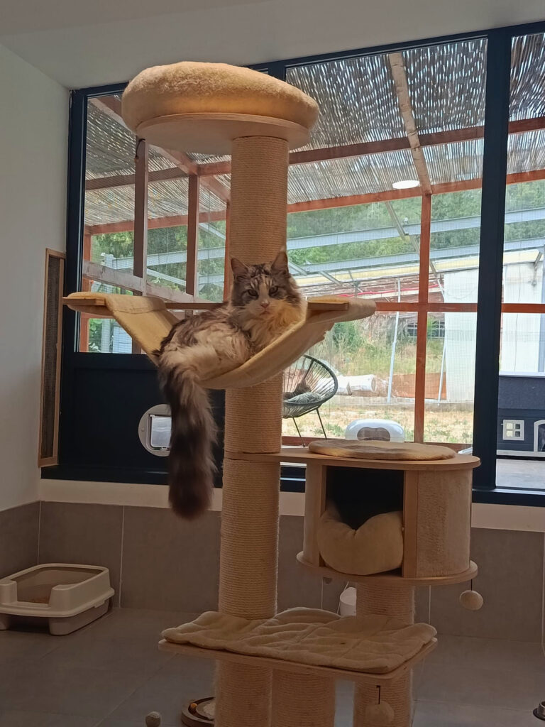 À Meyreuil, La Récré du Chat accueille les félins dans une pension pensée comme un cocon. Confort, bien-être et attention sont au cœur de chaque séjour (chambre partagée)