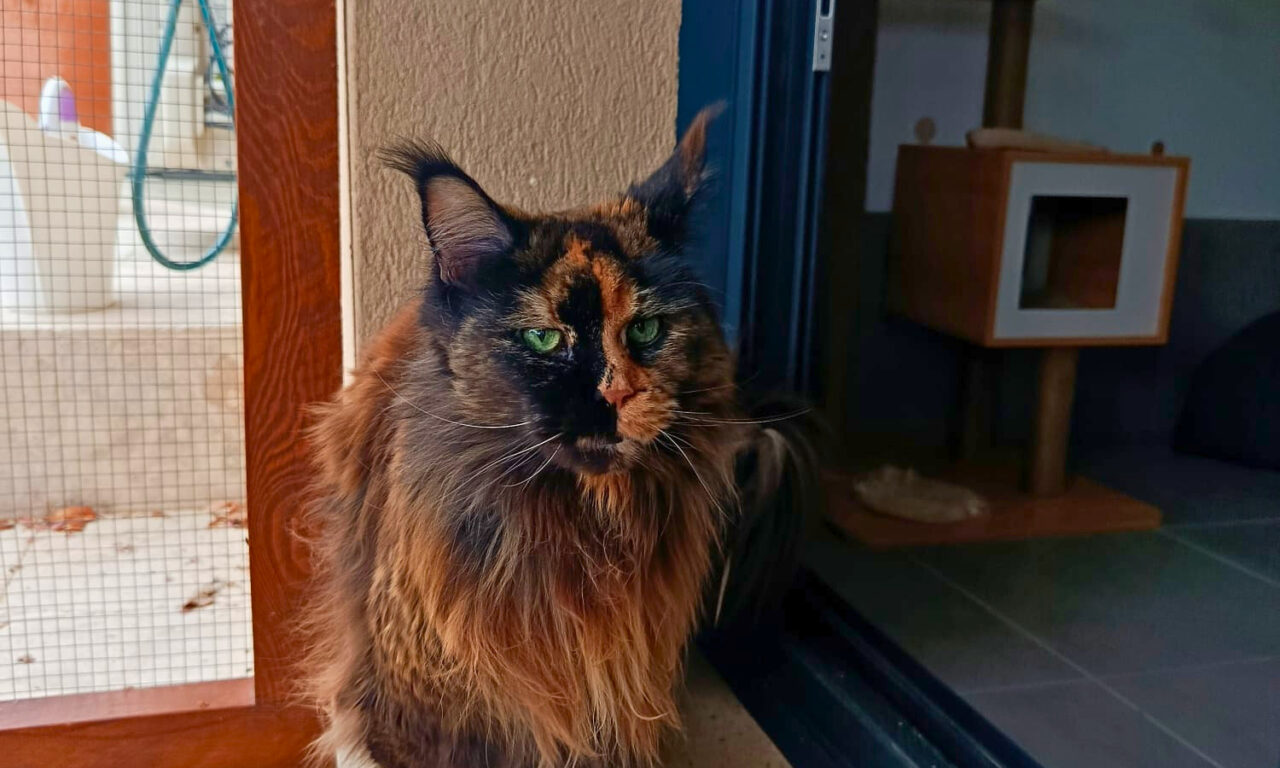 À Meyreuil, La Récré du Chat accueille les félins dans une pension pensée comme un cocon. Confort, bien-être et attention sont au cœur de chaque séjour (chat bicolore)