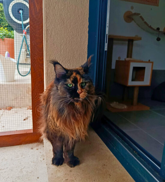 À Meyreuil, La Récré du Chat accueille les félins dans une pension pensée comme un cocon. Confort, bien-être et attention sont au cœur de chaque séjour (chat bicolore)