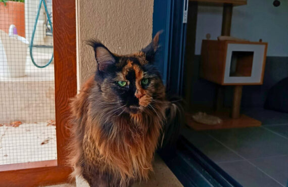 À Meyreuil, La Récré du Chat accueille les félins dans une pension pensée comme un cocon. Confort, bien-être et attention sont au cœur de chaque séjour (chat bicolore)