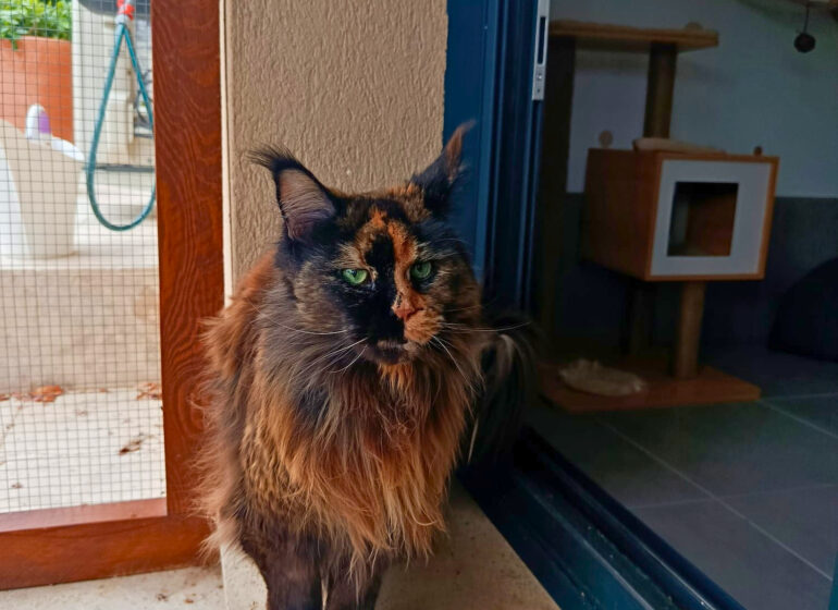 À Meyreuil, La Récré du Chat accueille les félins dans une pension pensée comme un cocon. Confort, bien-être et attention sont au cœur de chaque séjour (chat bicolore)