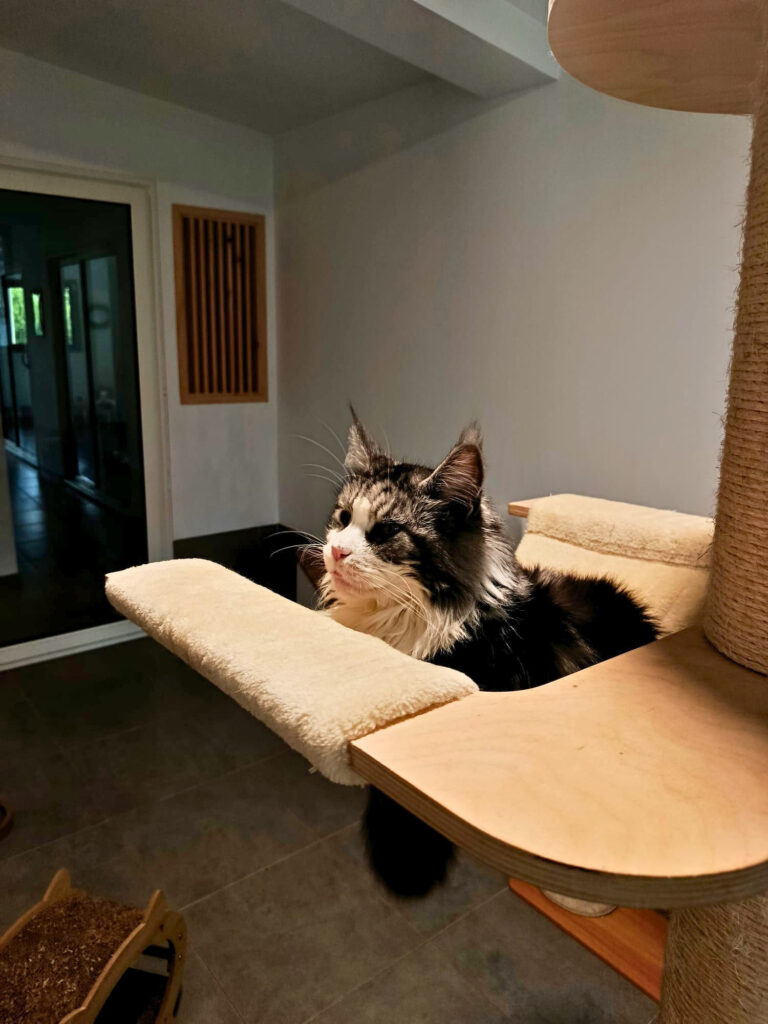 À Meyreuil, La Récré du Chat accueille les félins dans une pension pensée comme un cocon. Confort, bien-être et attention sont au cœur de chaque séjour (chat)
