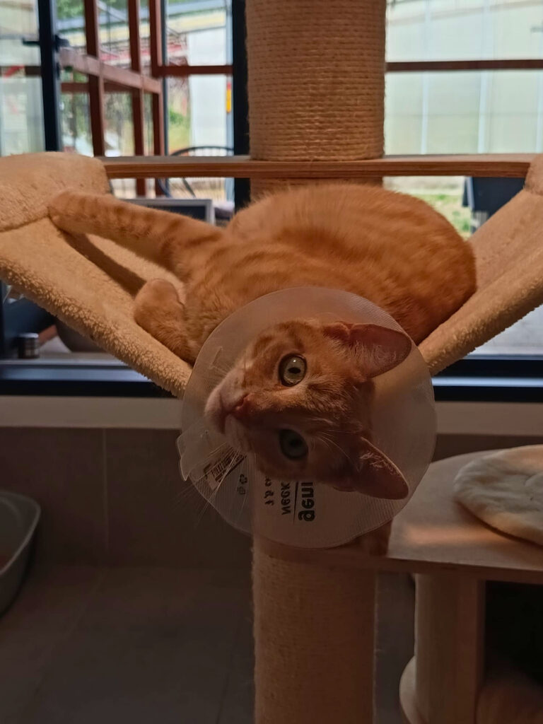 À Meyreuil, La Récré du Chat accueille les félins dans une pension pensée comme un cocon. Confort, bien-être et attention sont au cœur de chaque séjour (chat colerette)