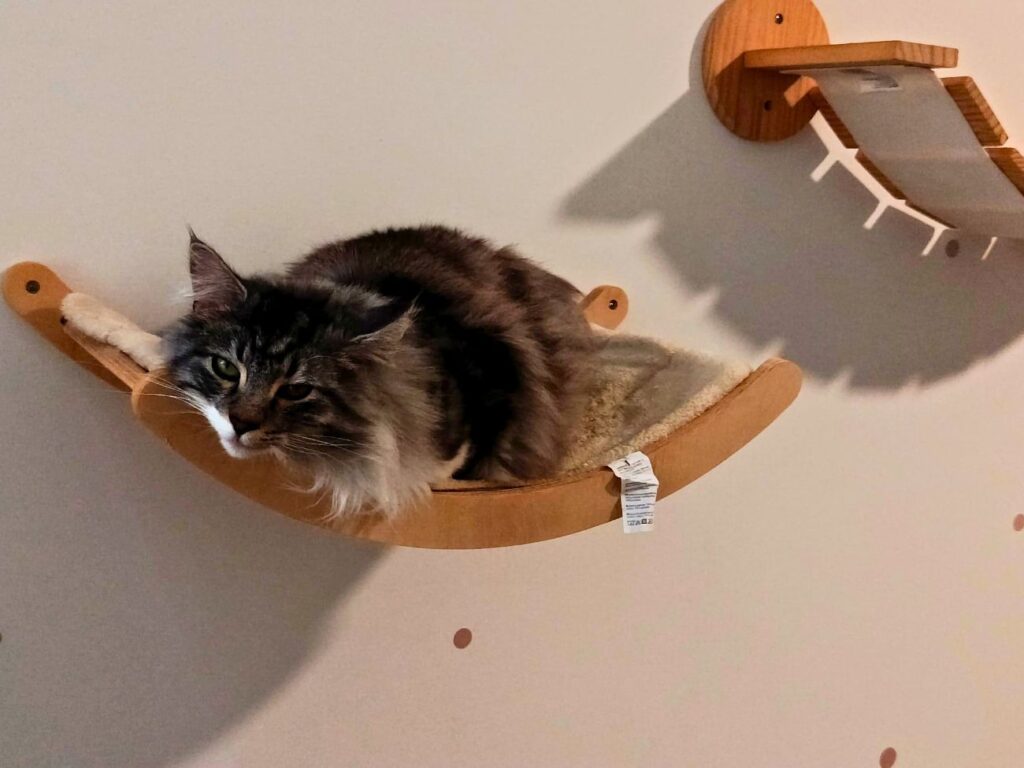 À Meyreuil, La Récré du Chat accueille les félins dans une pension pensée comme un cocon. Confort, bien-être et attention sont au cœur de chaque séjour (chaton)